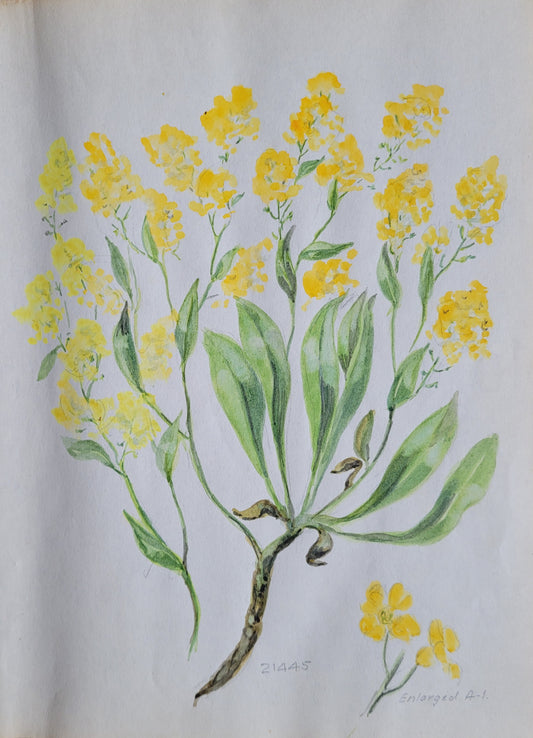 Alyssum Plant Study