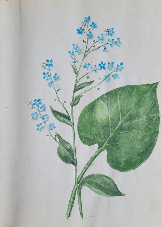 Anchusa Plant Study