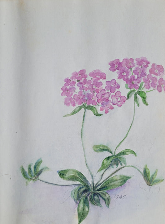 Androsace Plant flower