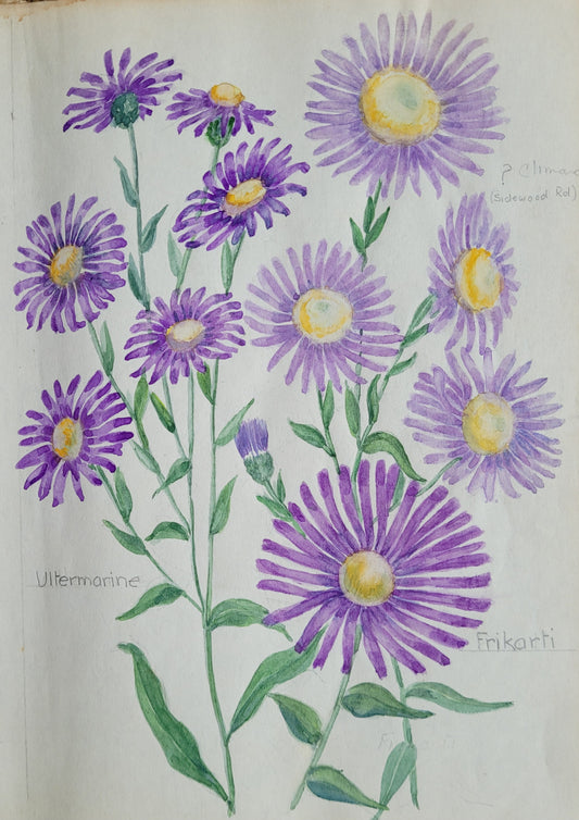 Asters Plant Study