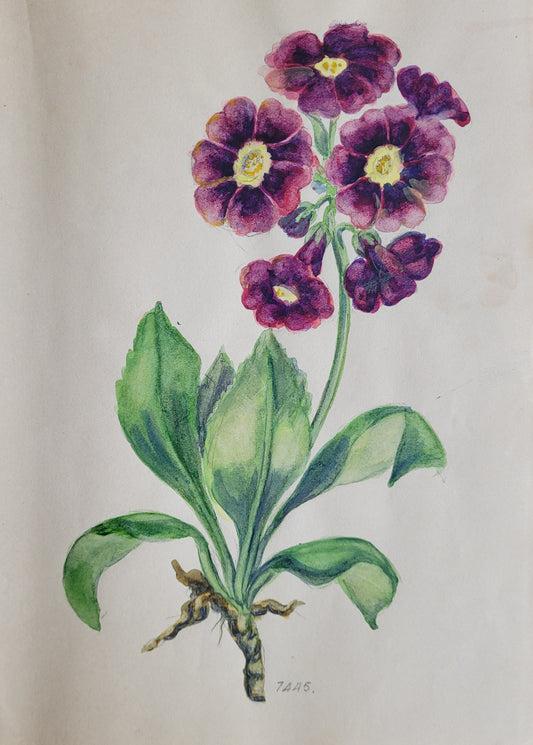 Auricula Plant Study