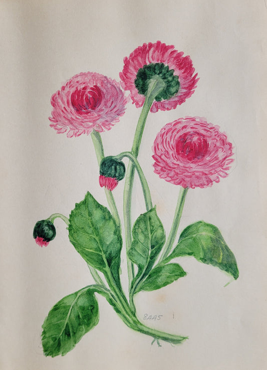 Bellis Plant study