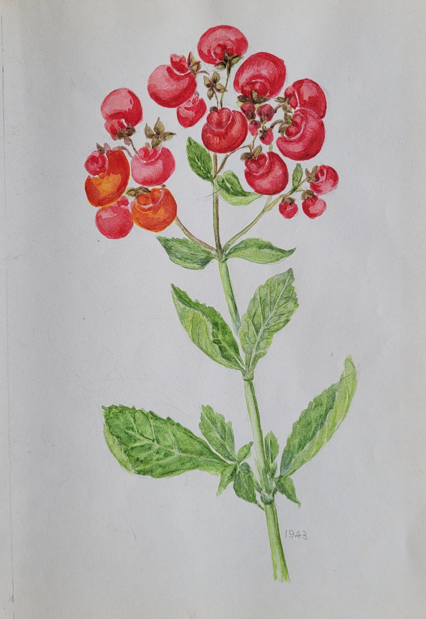 Calceolaria Study
