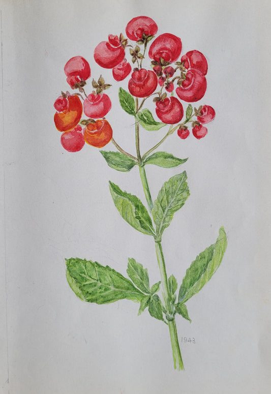 Calceolaria Study