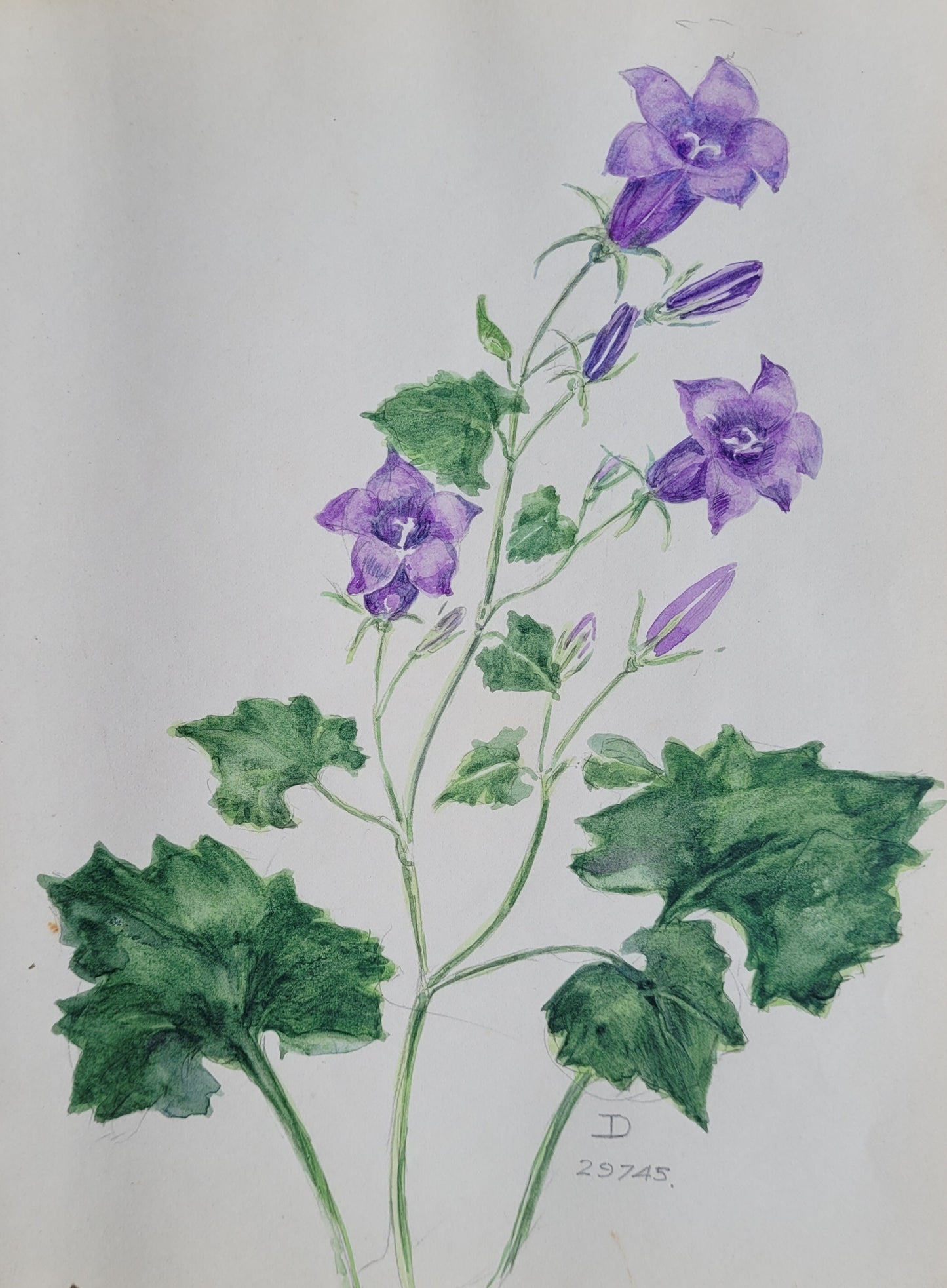 Campanula Plant Study