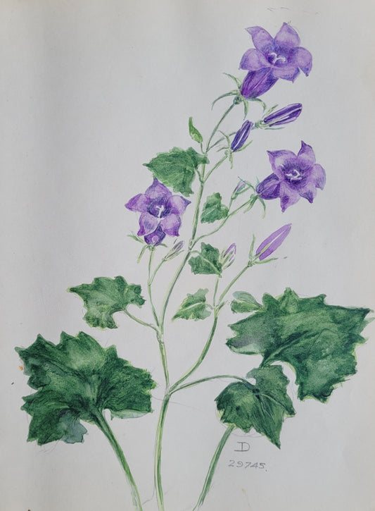 Campanula Plant Study