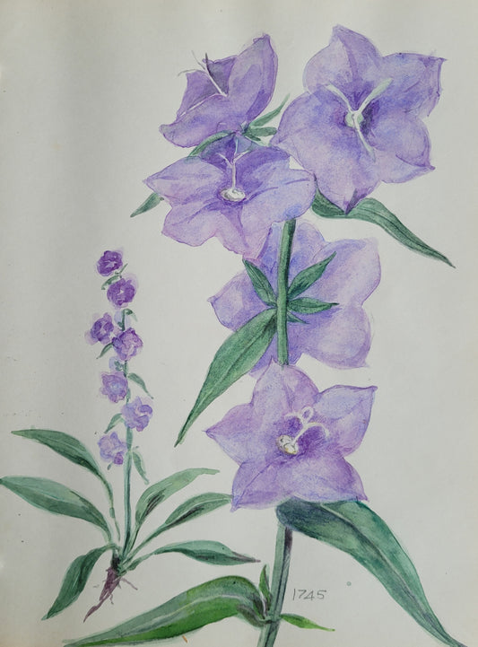 Campanula Flower Study