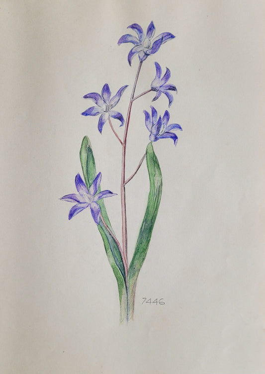 Chionodoxo Plant Study