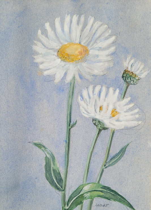 Chrysanthemum Plant Study