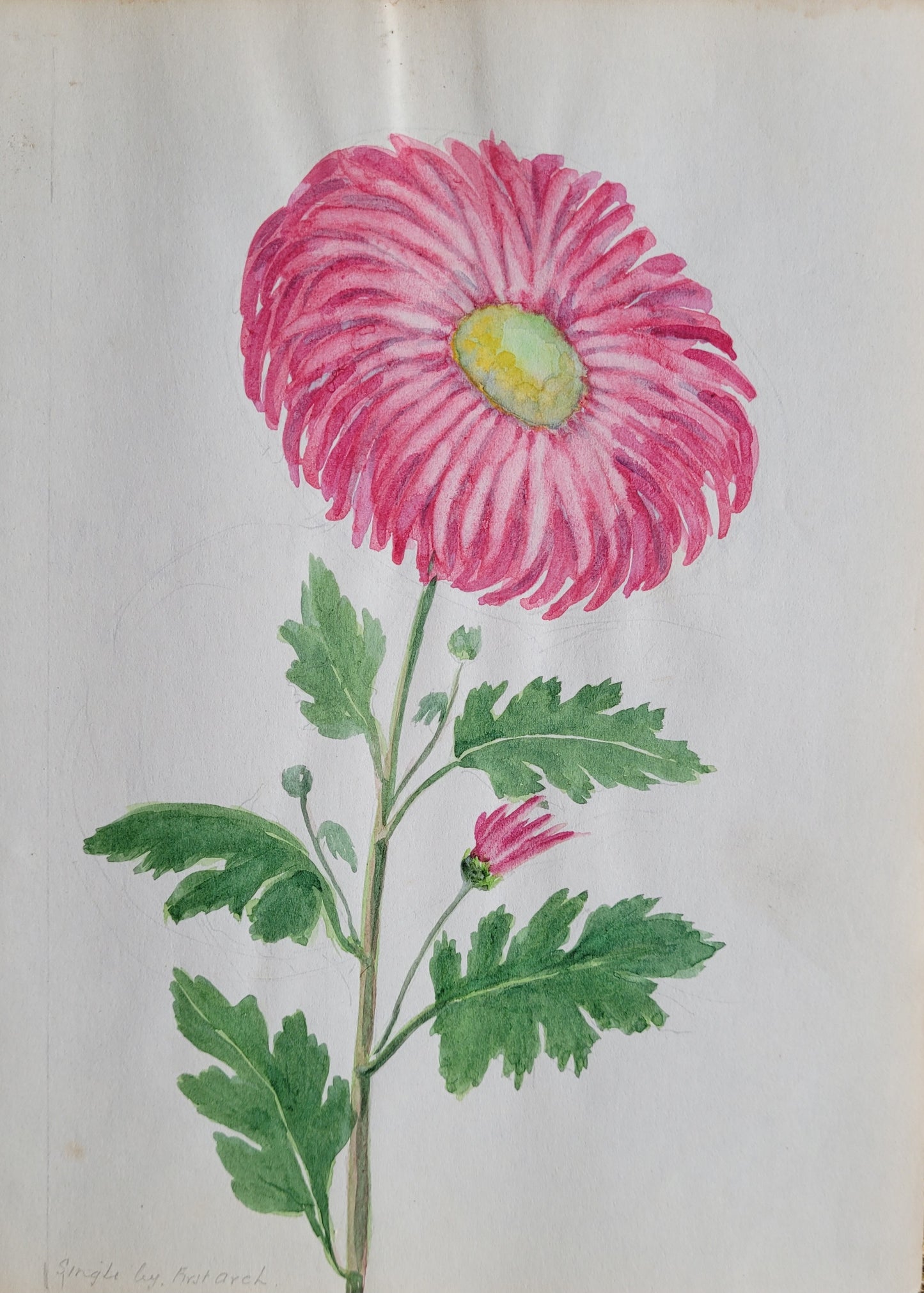 Chrysanthemum Flower Study