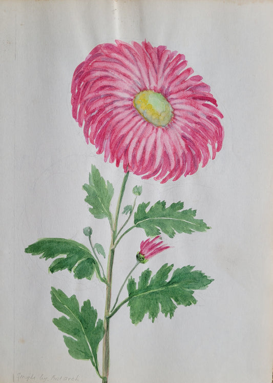 Chrysanthemum Flower Study