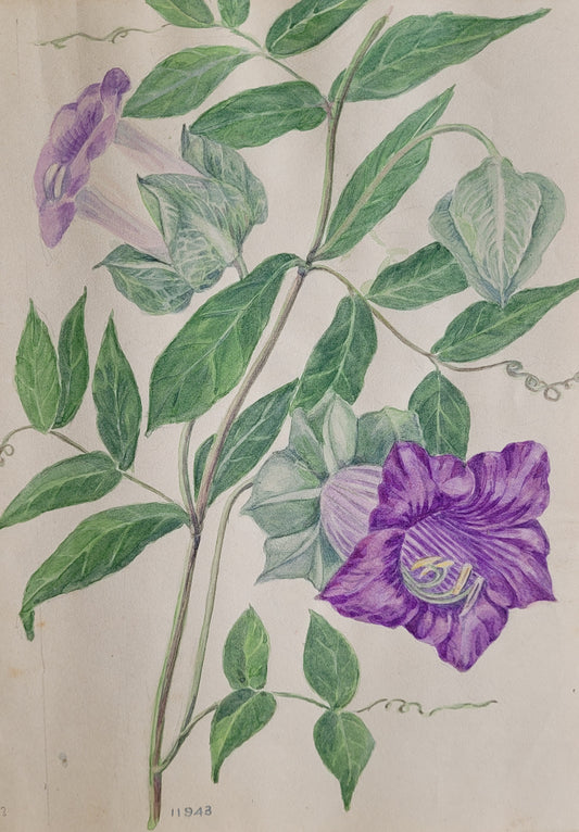 Cobaea Plant Study