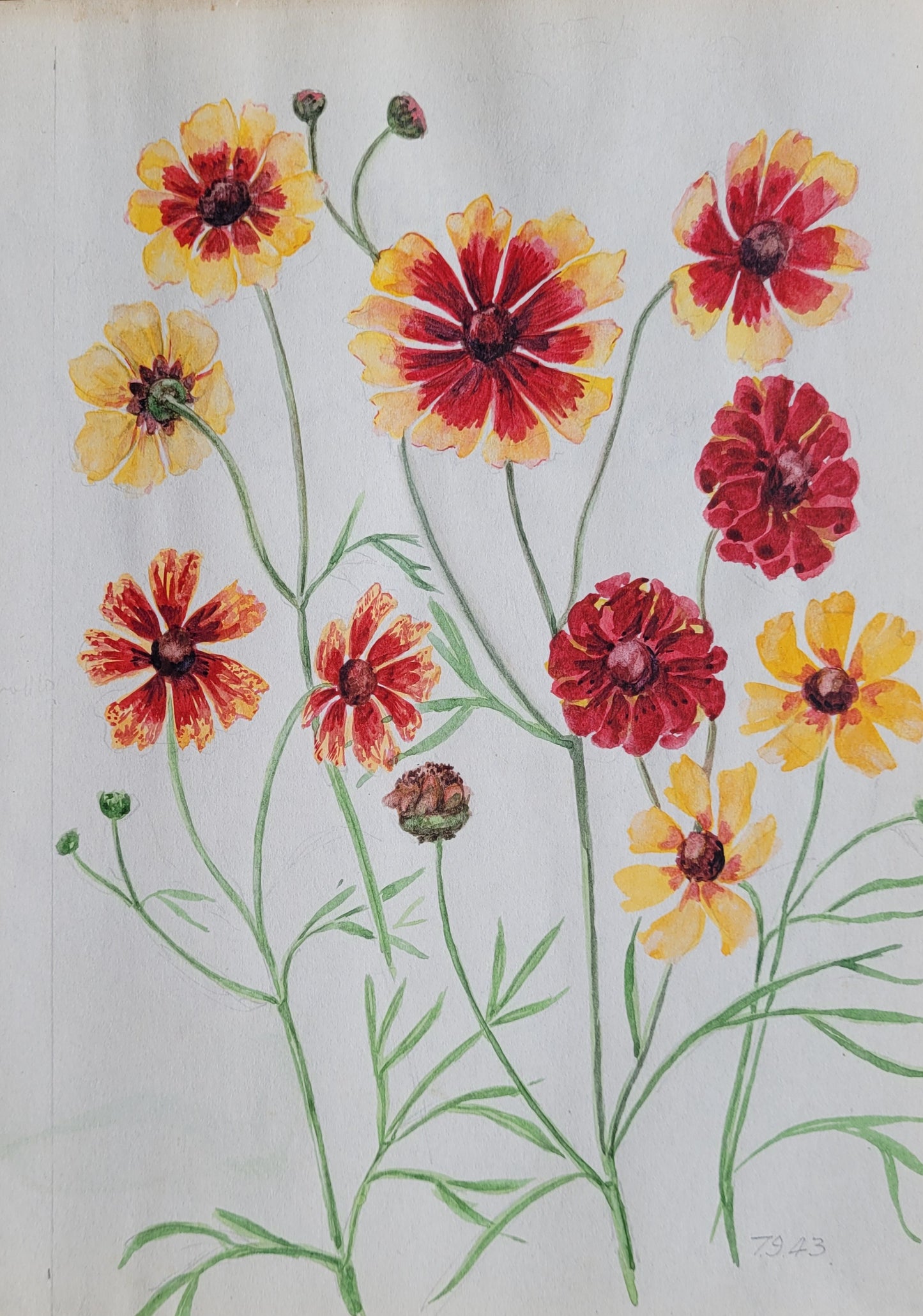 Coreopsis Flower Study