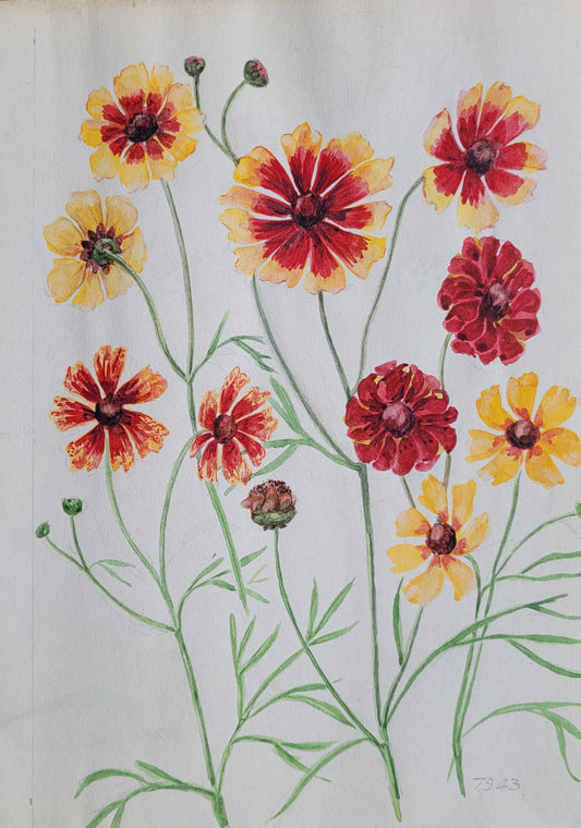 Coreopsis Flower Study