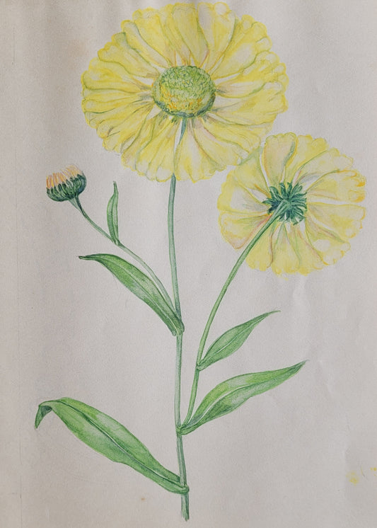 Coreopsis Plant Study
