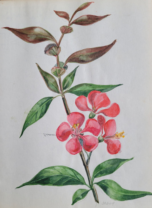 Cydonia Flower Study