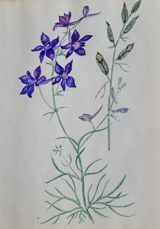 Delphinium  Flower Study