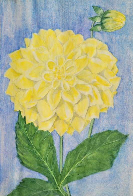 Dahlia Flower Study