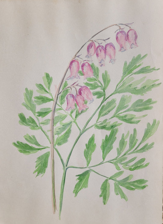 Dicentra Flower Study