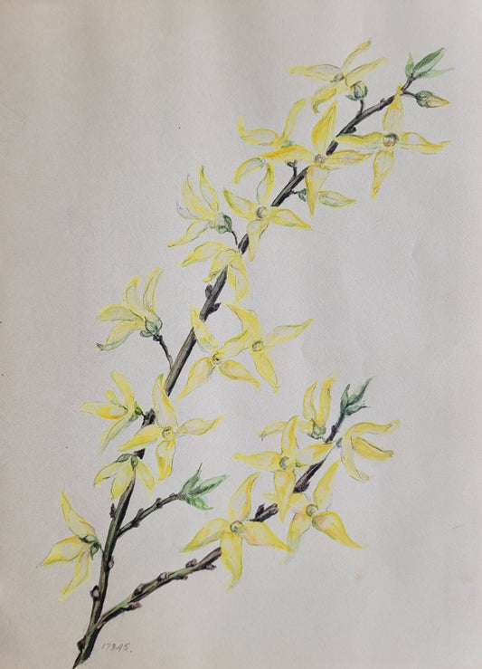Forsythia  Flower Study