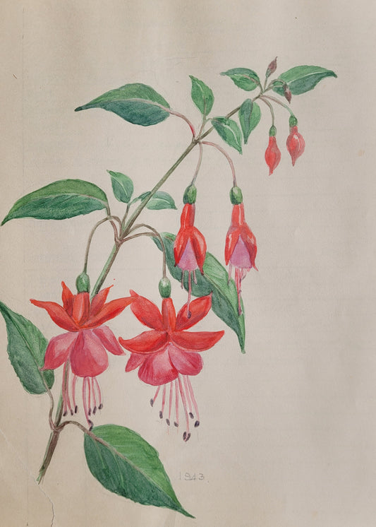 Fuchsia Flower Study