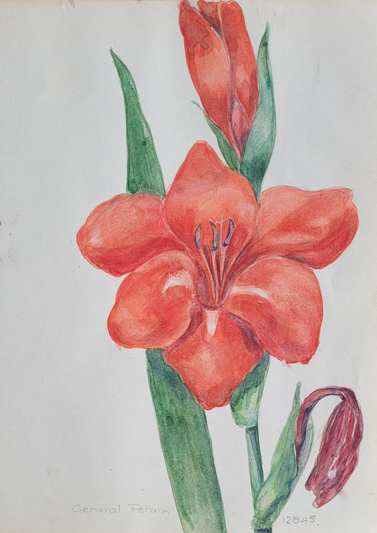 Gladiolus Flower Study