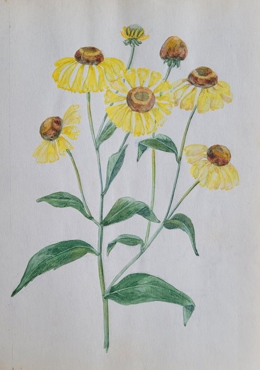 Helenium Flower Study