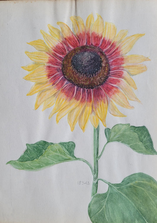 Helianthus Flower Study