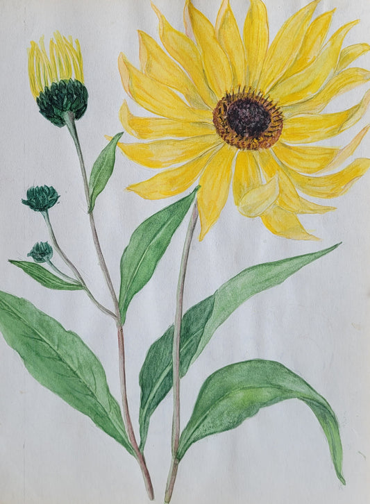 Helianthus Rigidus Study