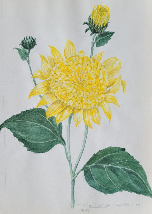 Helianthus Plant Study