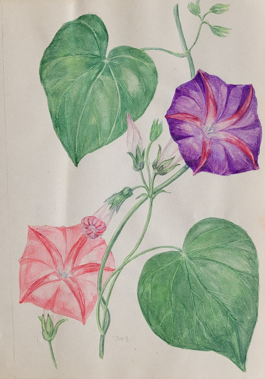 Ipomoea Purpurea Study