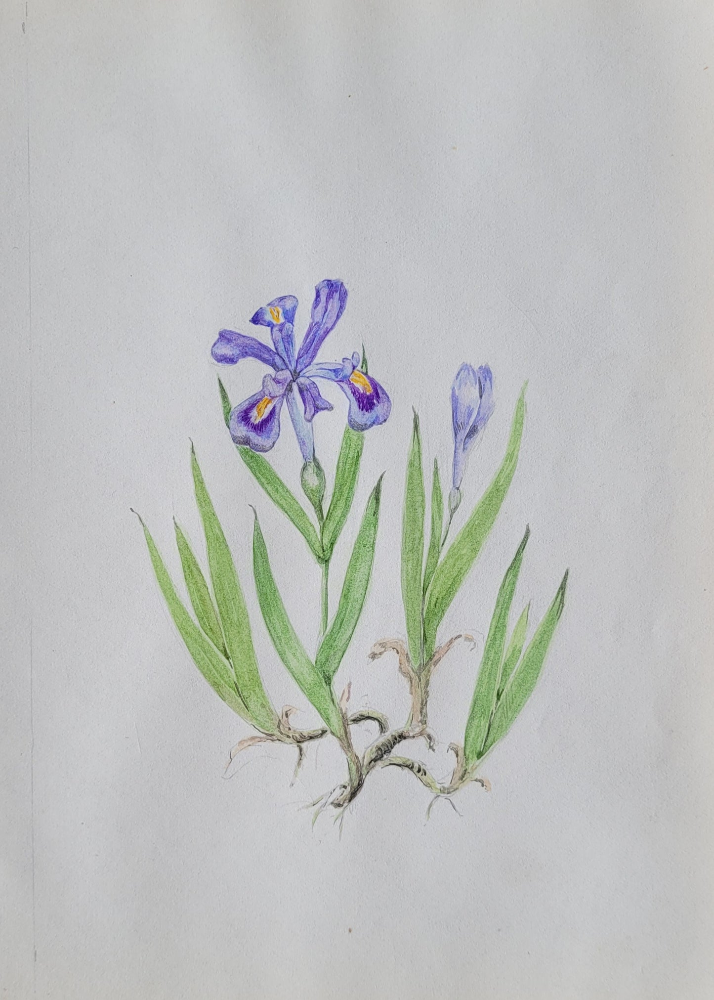 Iris Lacustris Study