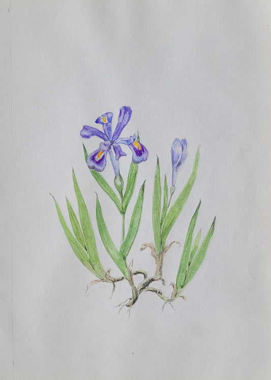 Iris Lacustris Study
