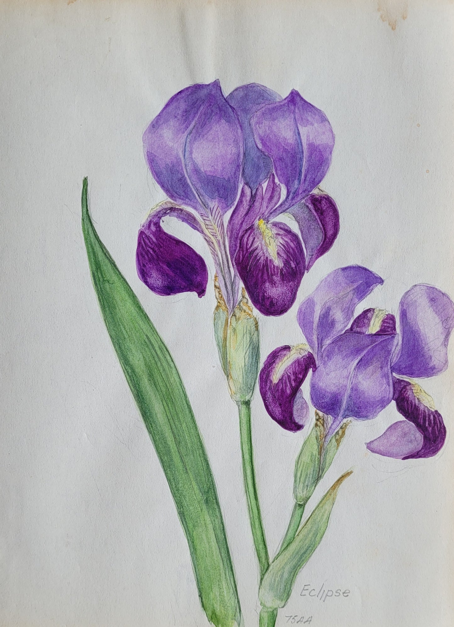 Iris Pumila Study