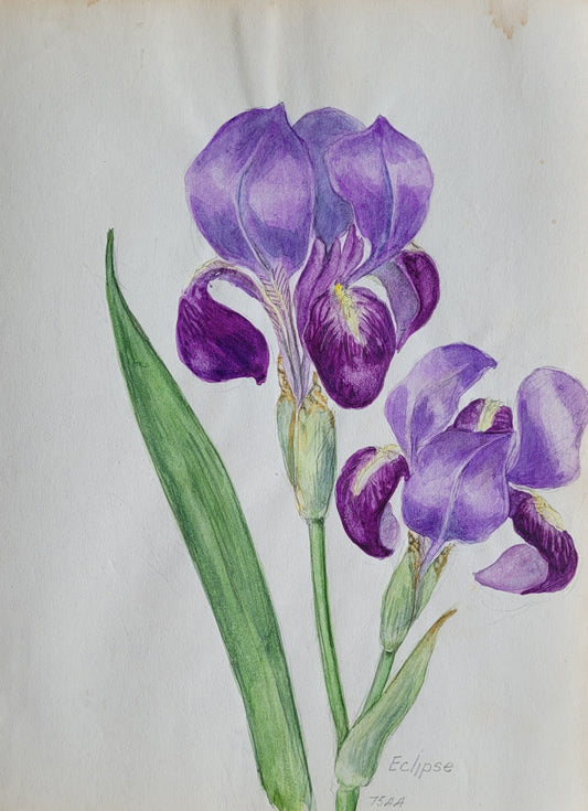 Iris Pumila Study