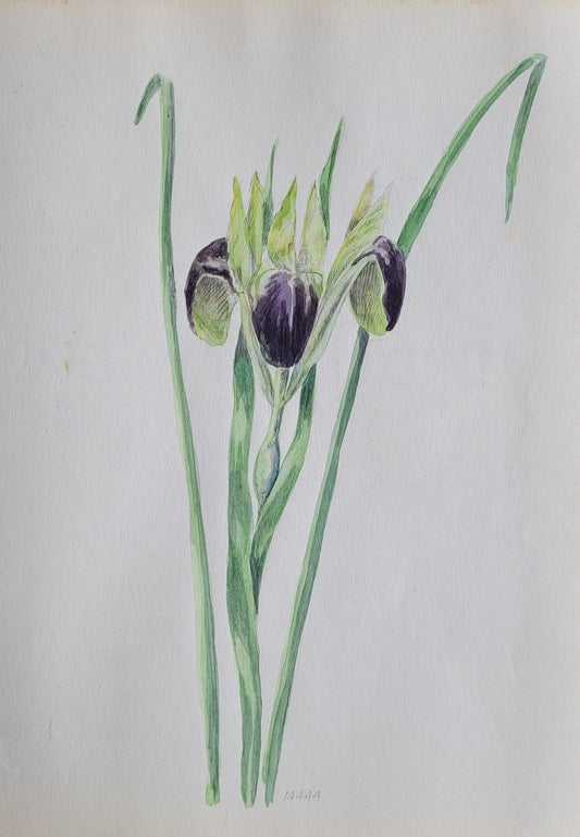 Iris Flower Study