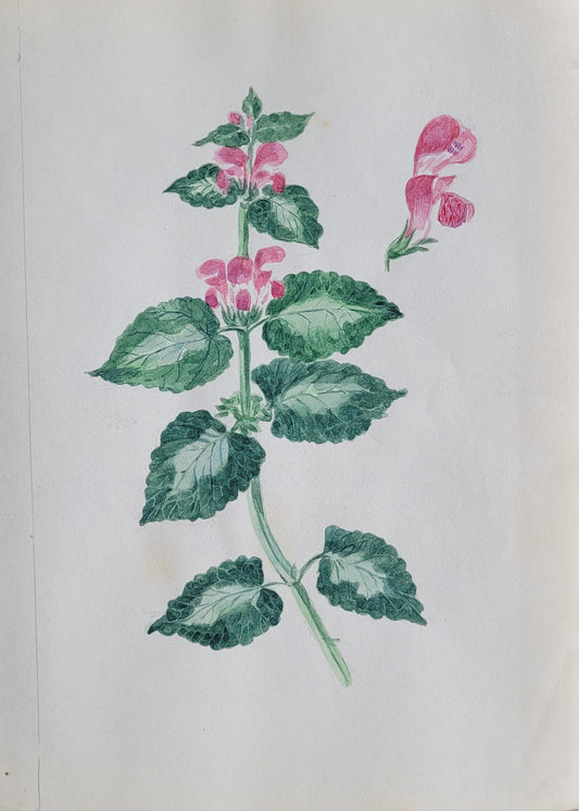 Lamium Maculatum Study