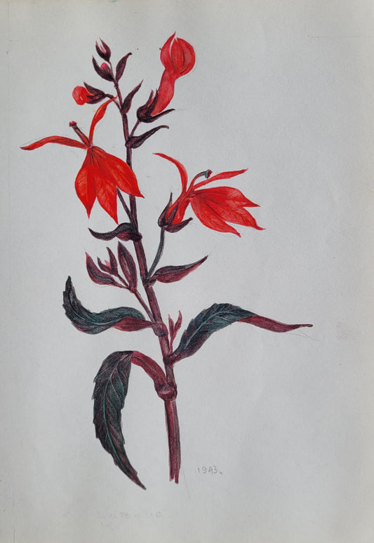 Labelia Queen Victoria Study