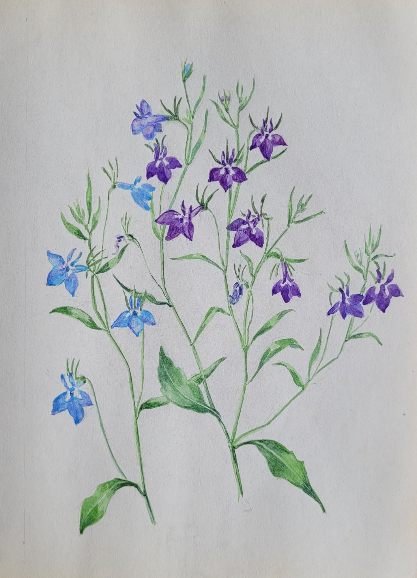 Labelia Erinus Study