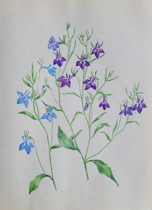 Labelia Erinus Study
