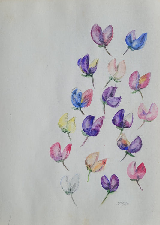 Lupinus Polyphyllus Study