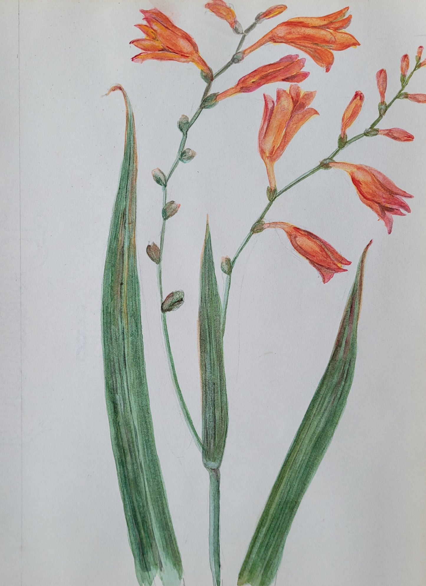 Monbretia Flower Study