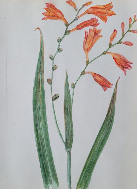 Monbretia Flower Study