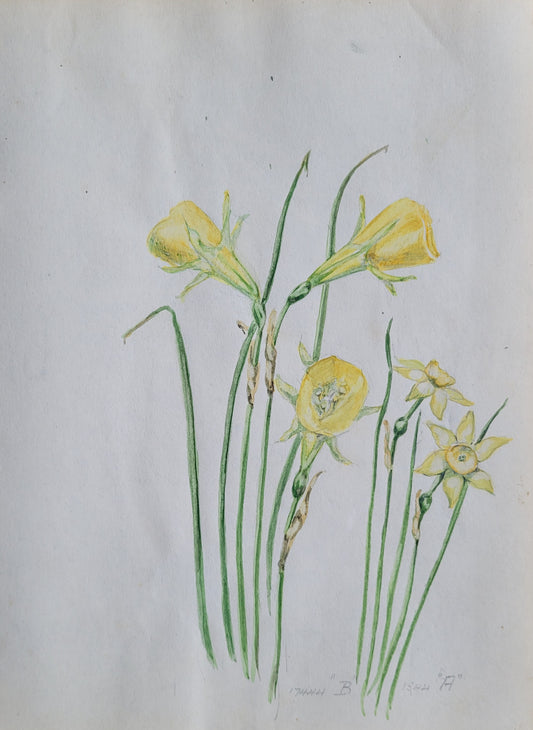 Narcissus  Flower Study