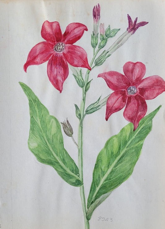 Nicotiana Flower Study
