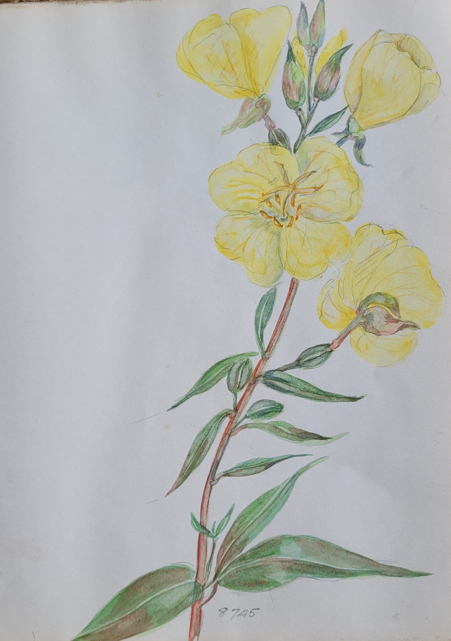 Oenothera 'Young' Study