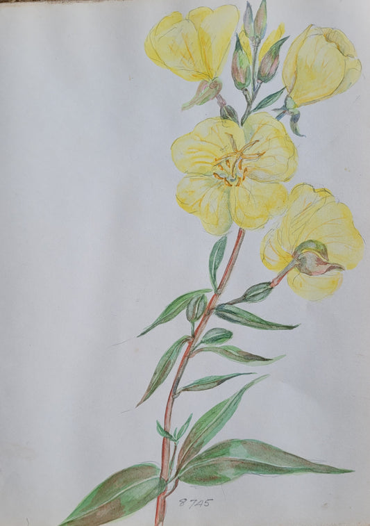 Oenothera 'Young' Study