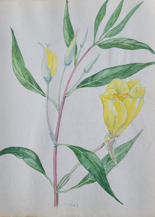 Oenothera Flower Study