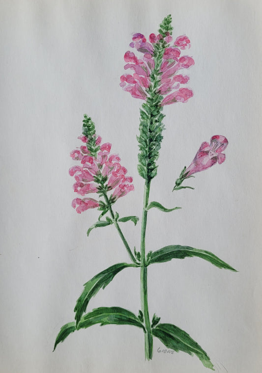 Physostegia Vivid Study