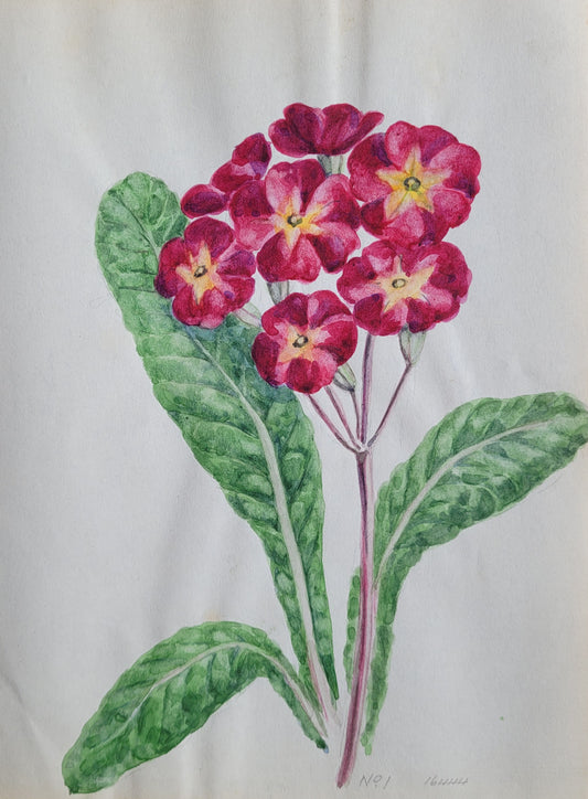 Primula Vulgaris Study